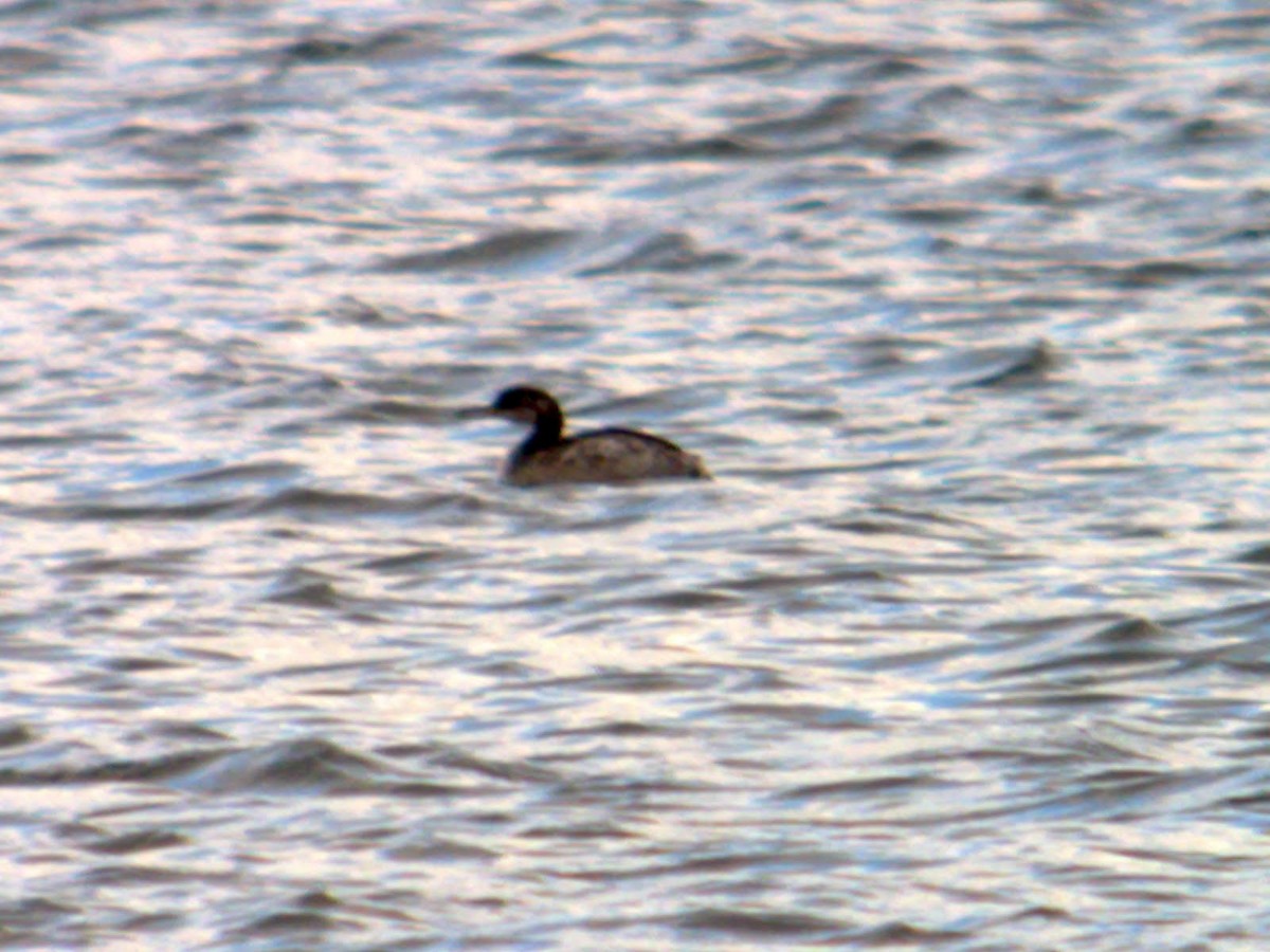 Red-necked Grebe - ML404686131