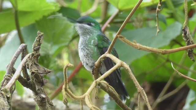 Green-crowned Brilliant - ML404689901