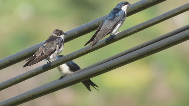 Blue-and-white Swallow - ML404690731