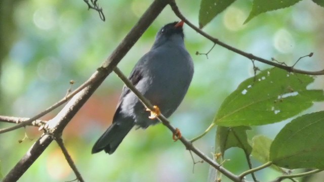 Black-faced Solitaire - ML404690781