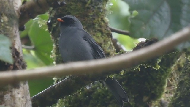 Black-faced Solitaire - ML404690811
