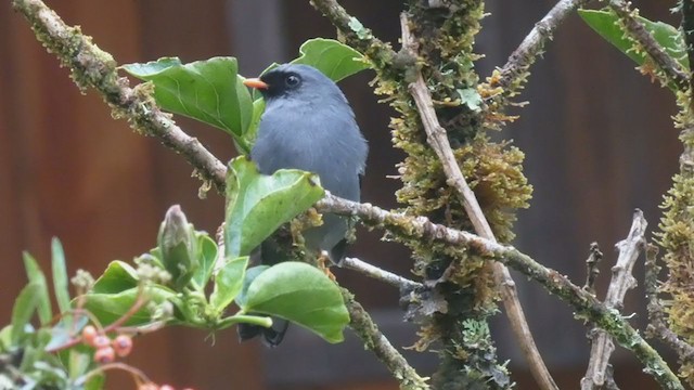 Black-faced Solitaire - ML404690821