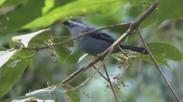 Black-faced Solitaire - ML404690901