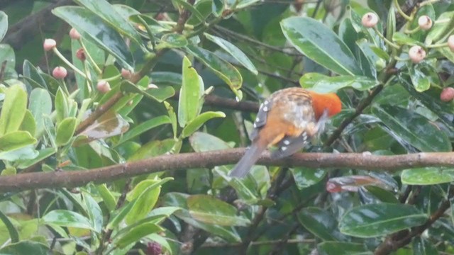 Flame-colored Tanager - ML404691641