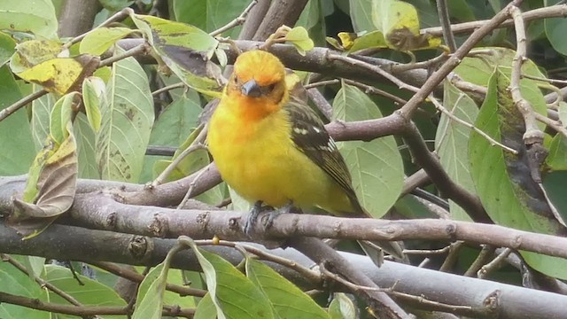 Flame-colored Tanager - ML404691671