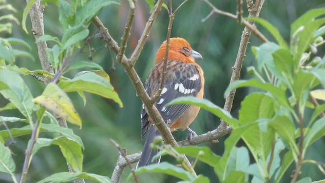 Flame-colored Tanager - ML404691691