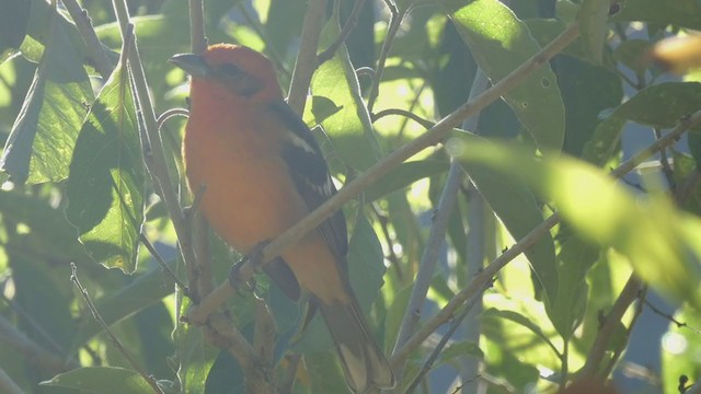 Flame-colored Tanager - ML404691721
