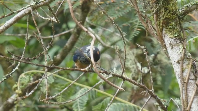 Spangle-cheeked Tanager - ML404691741