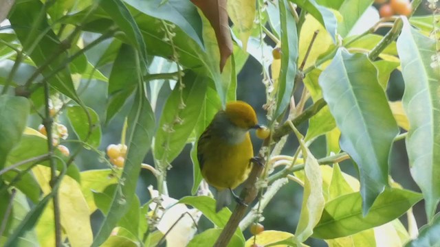 Silver-throated Tanager - ML404691841