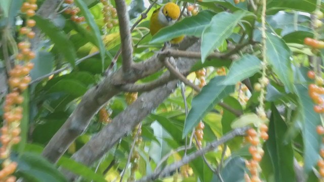 Silver-throated Tanager - ML404691861