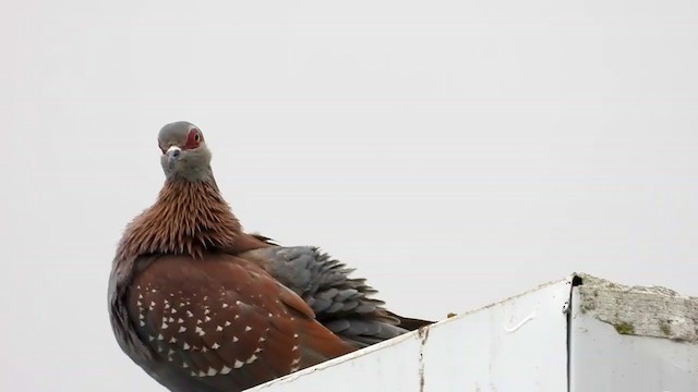 Speckled Pigeon - ML404692371