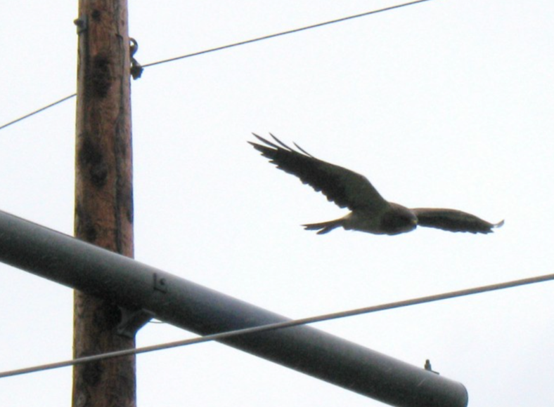 Swainson's Hawk - Comité d'homologation des oiseaux rares du Québec