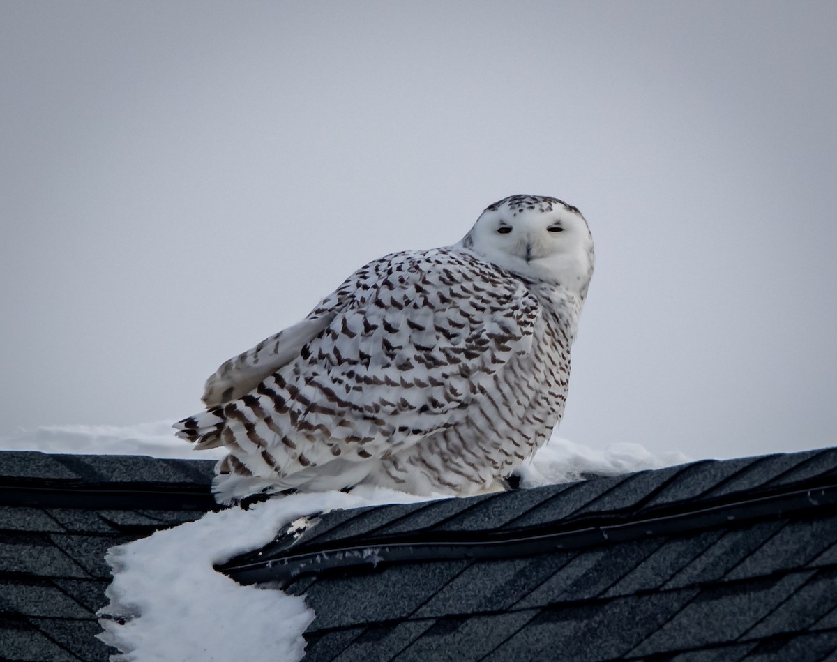 Snowy Owl - bj worth