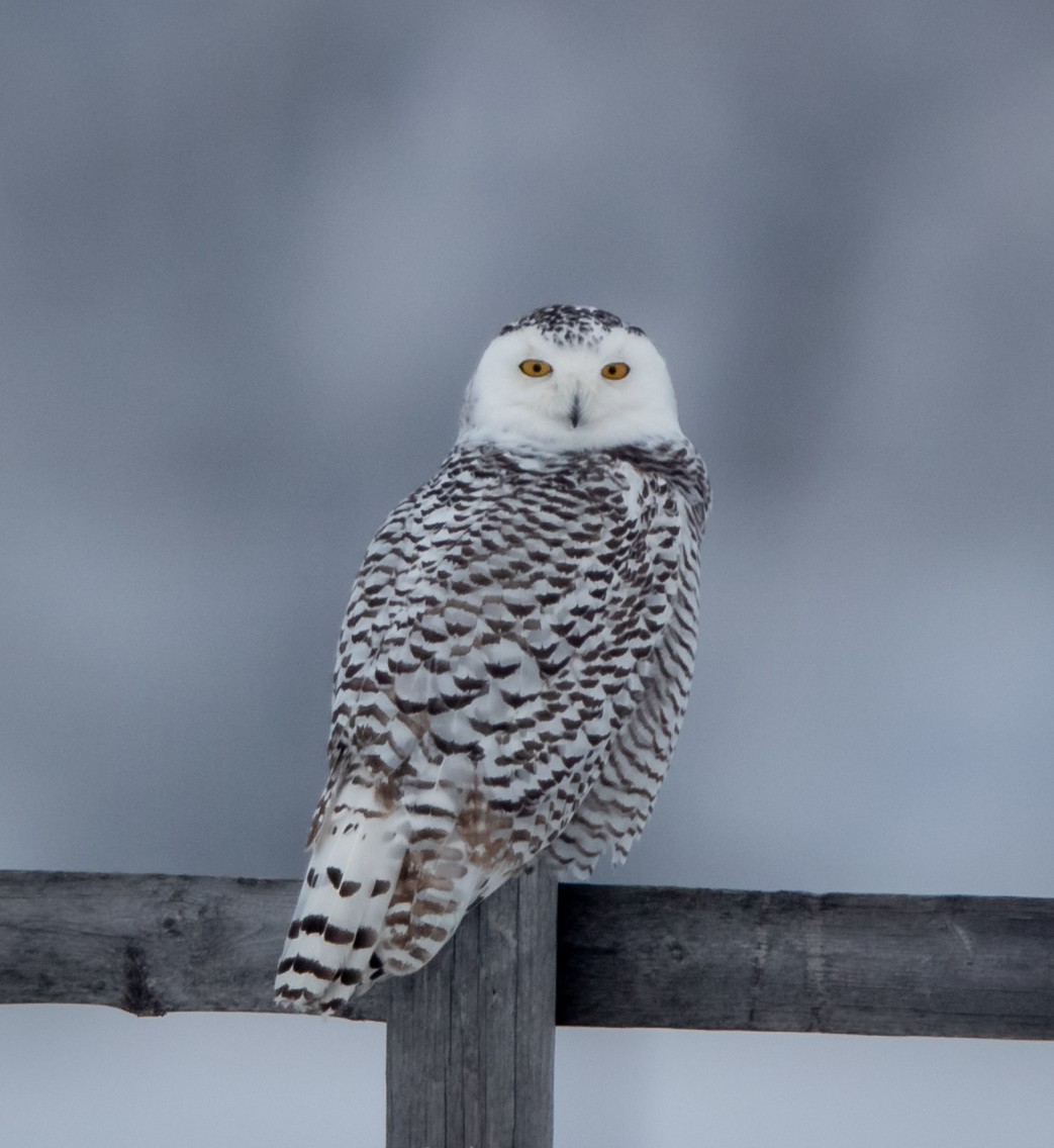 Snowy Owl - ML404701231