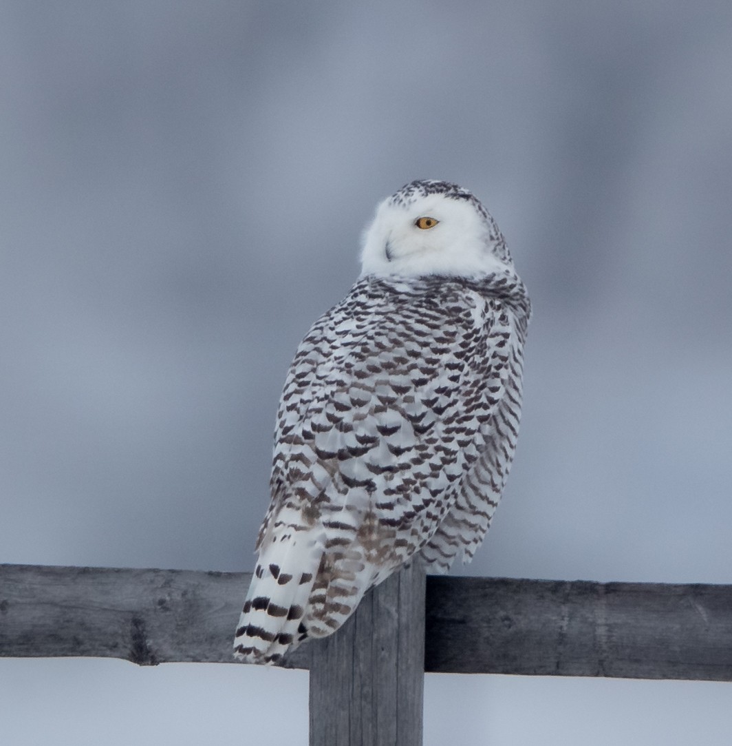 Snowy Owl - ML404701251