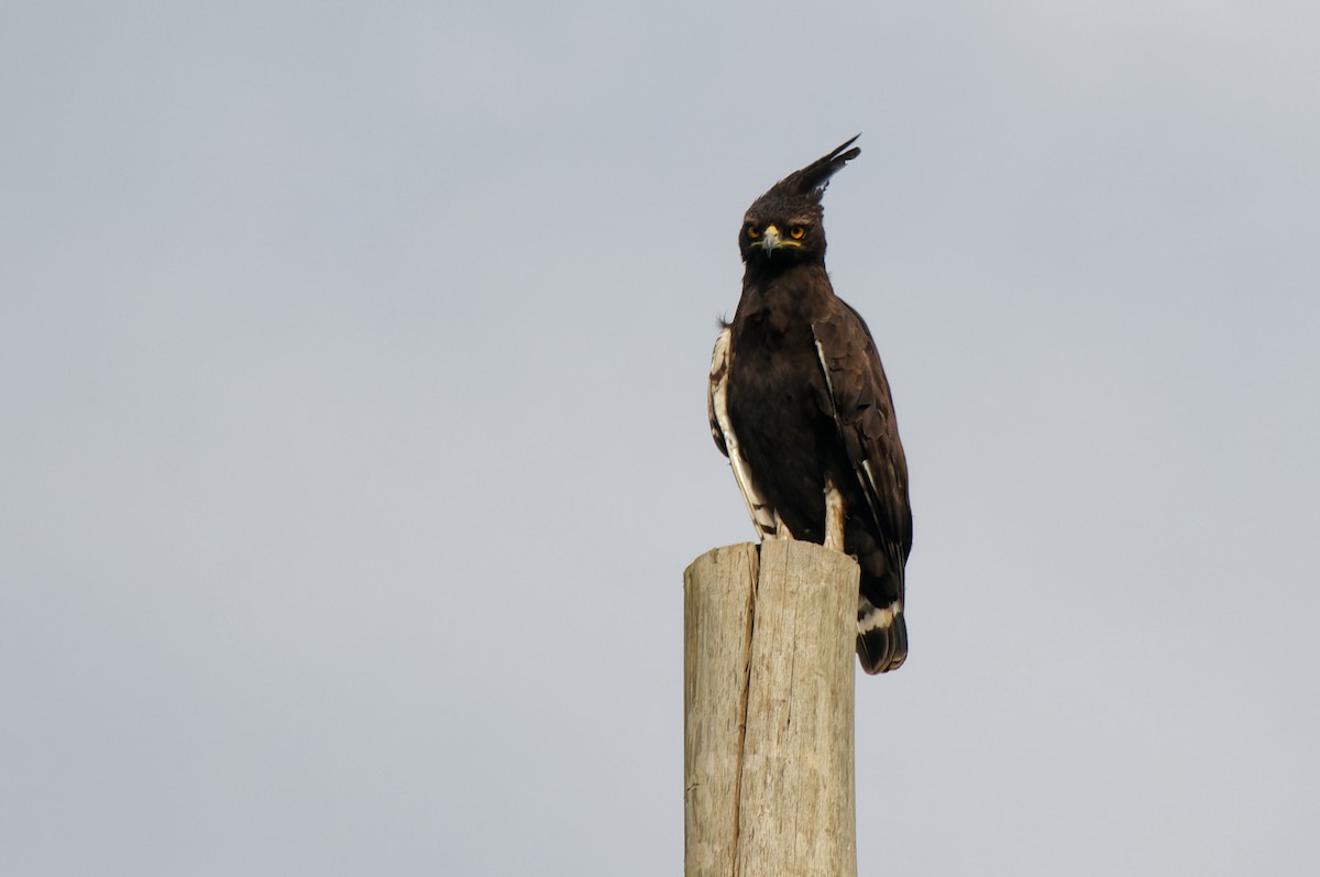 Long-crested Eagle - Subra Ramakrishnan