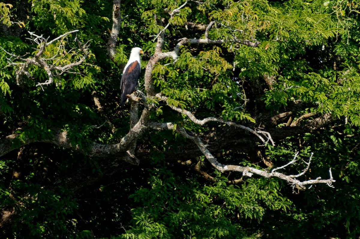 African Fish-Eagle - ML404702631
