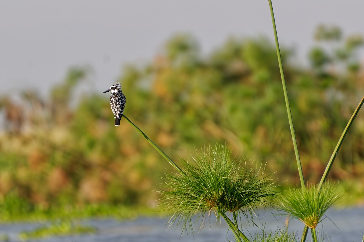 Pied Kingfisher - Subra Ramakrishnan