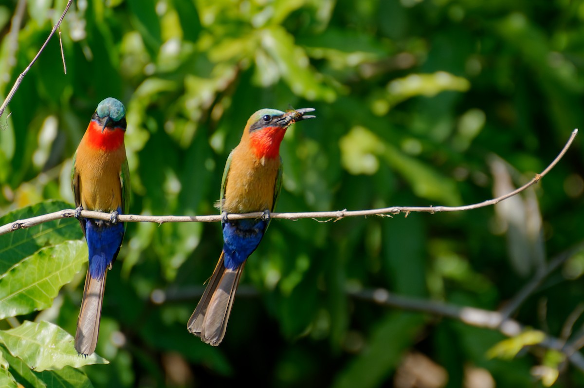 Red-throated Bee-eater - Subra Ramakrishnan