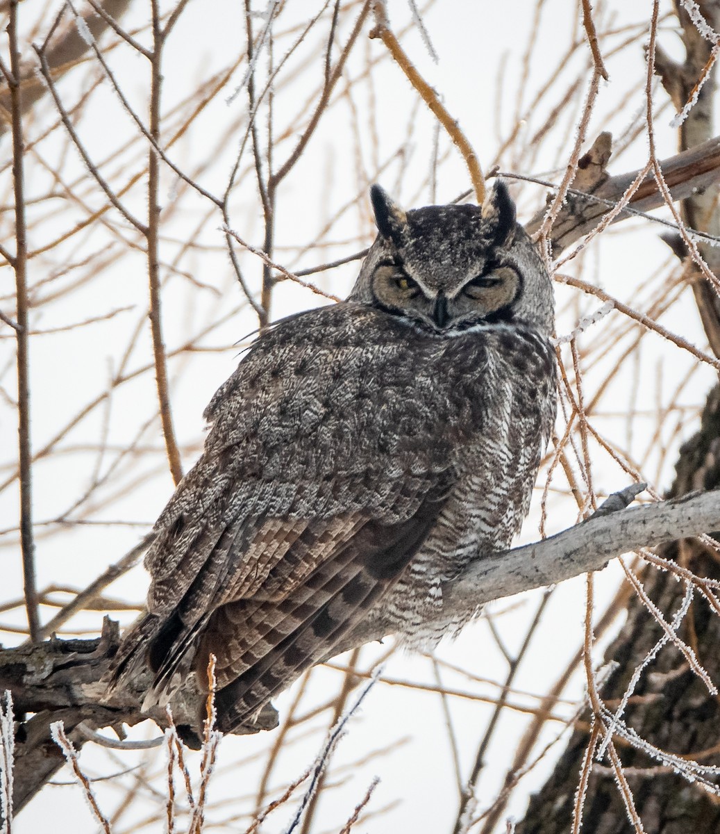 Great Horned Owl - ML404703631