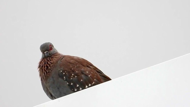 Speckled Pigeon - ML404705711