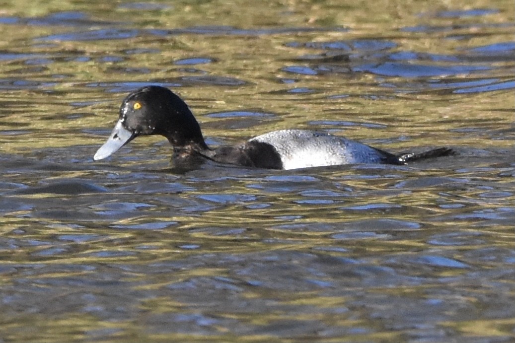 Greater Scaup - ML404707051