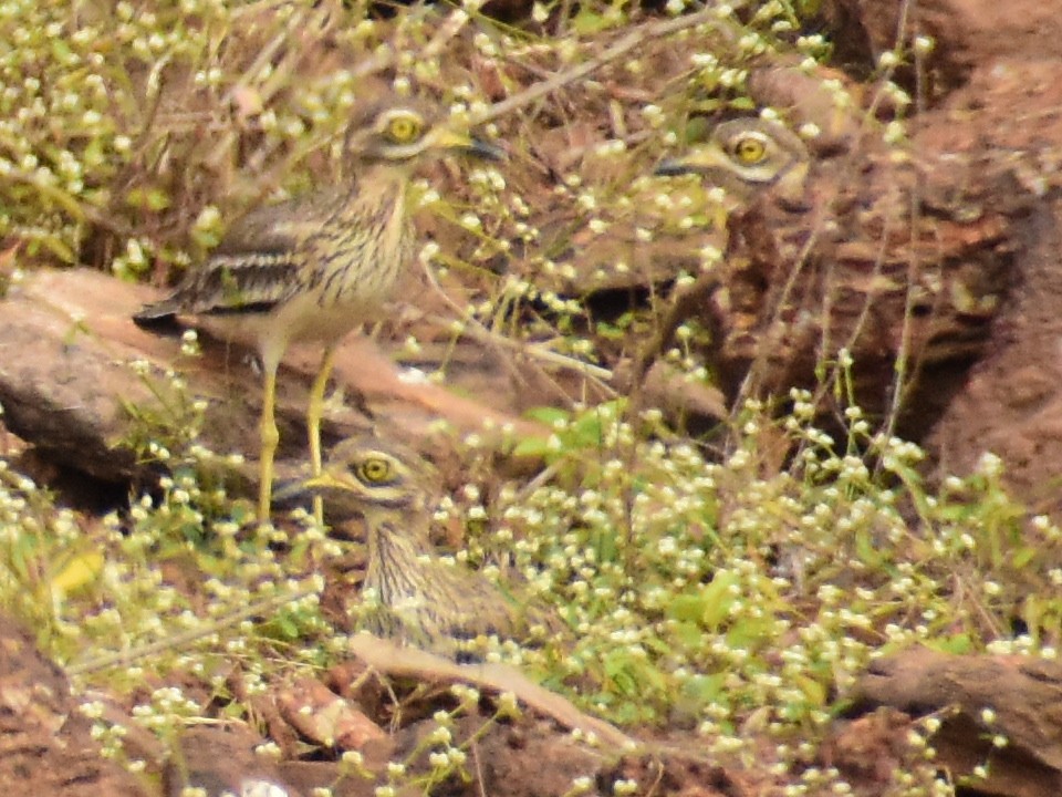 Indian Thick-knee - ML404708941