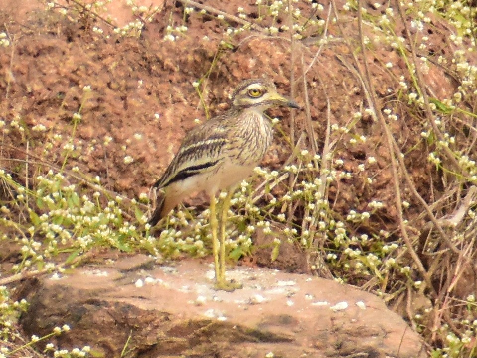Indian Thick-knee - ML404708951