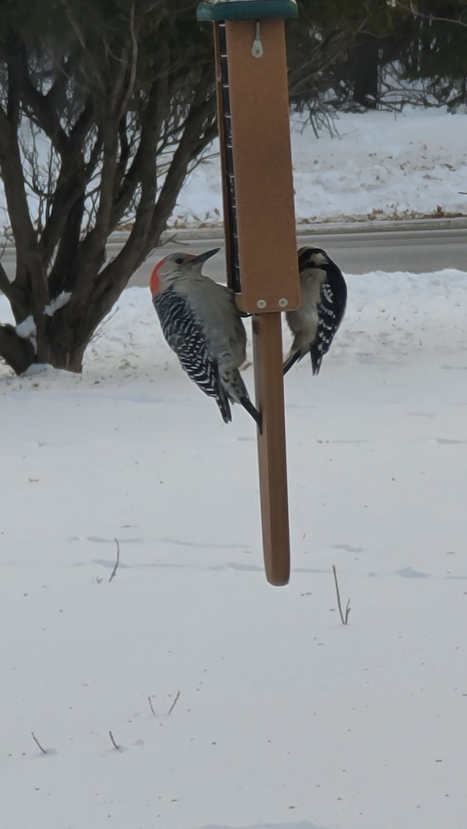 Red-bellied Woodpecker - ML404710441