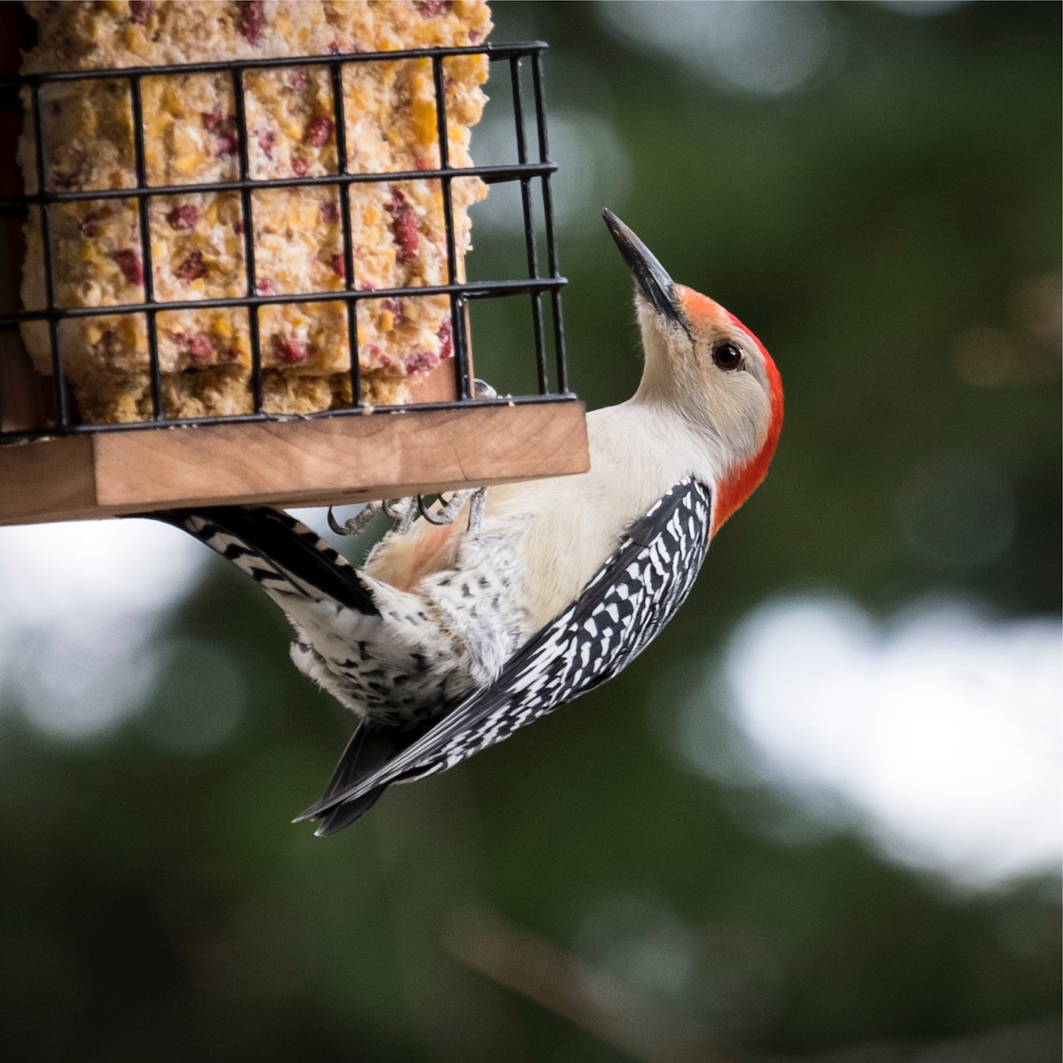 Red-bellied Woodpecker - kevin brookes