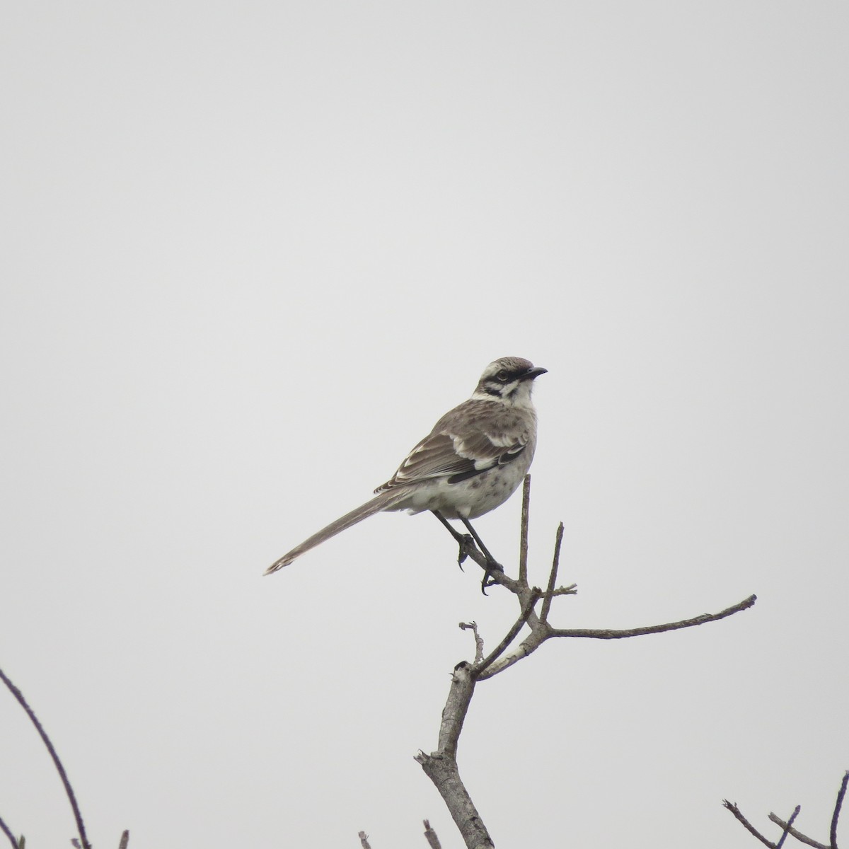 Long-tailed Mockingbird - ML404714161