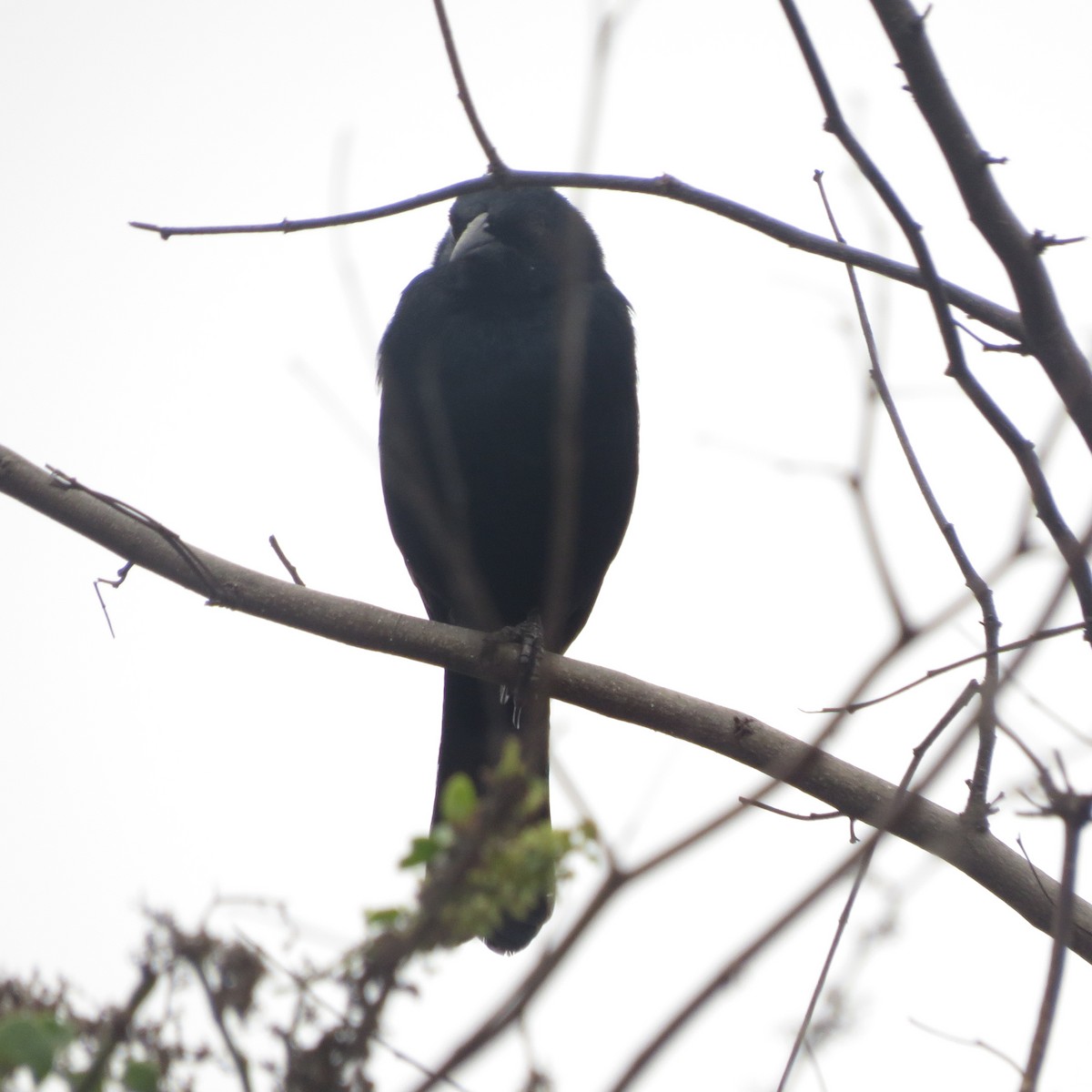 Scrub Blackbird - Mayte Samblas