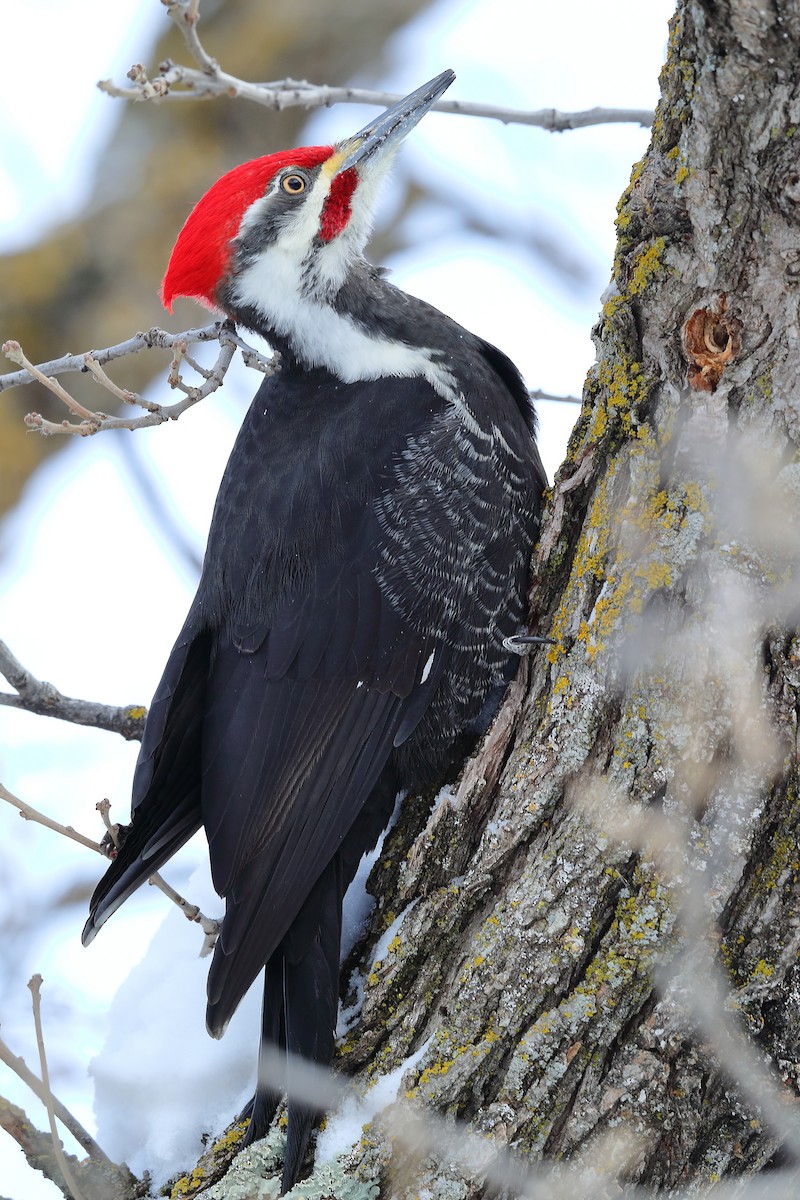 Pileated Woodpecker - Bob Shettler