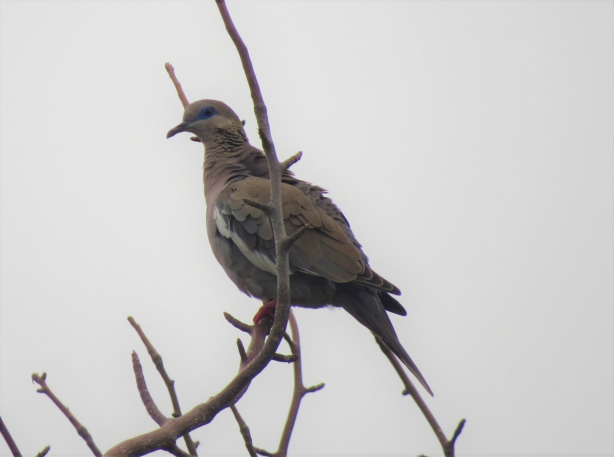 West Peruvian Dove - Mayte Samblas