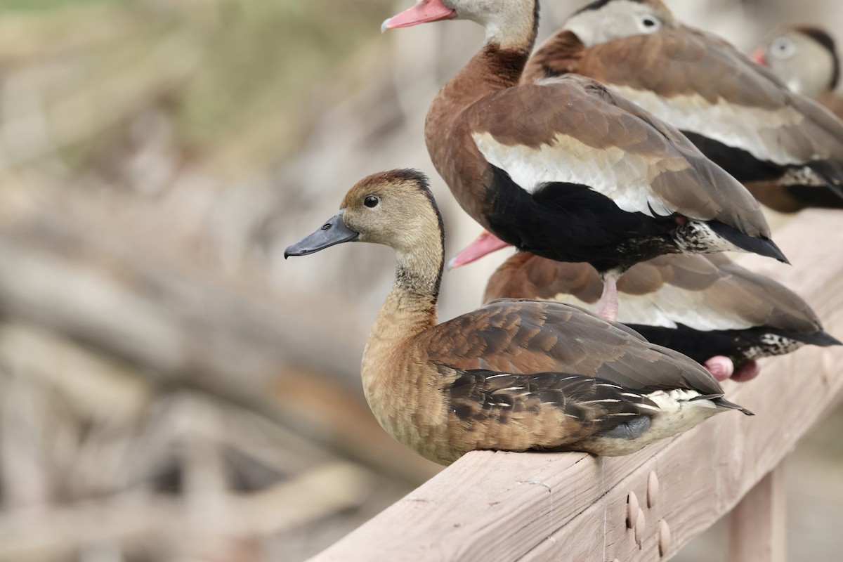 Fulvous Whistling-Duck - ML404718911