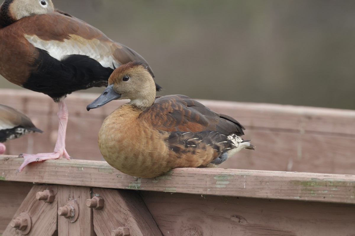 Fulvous Whistling-Duck - ML404719061