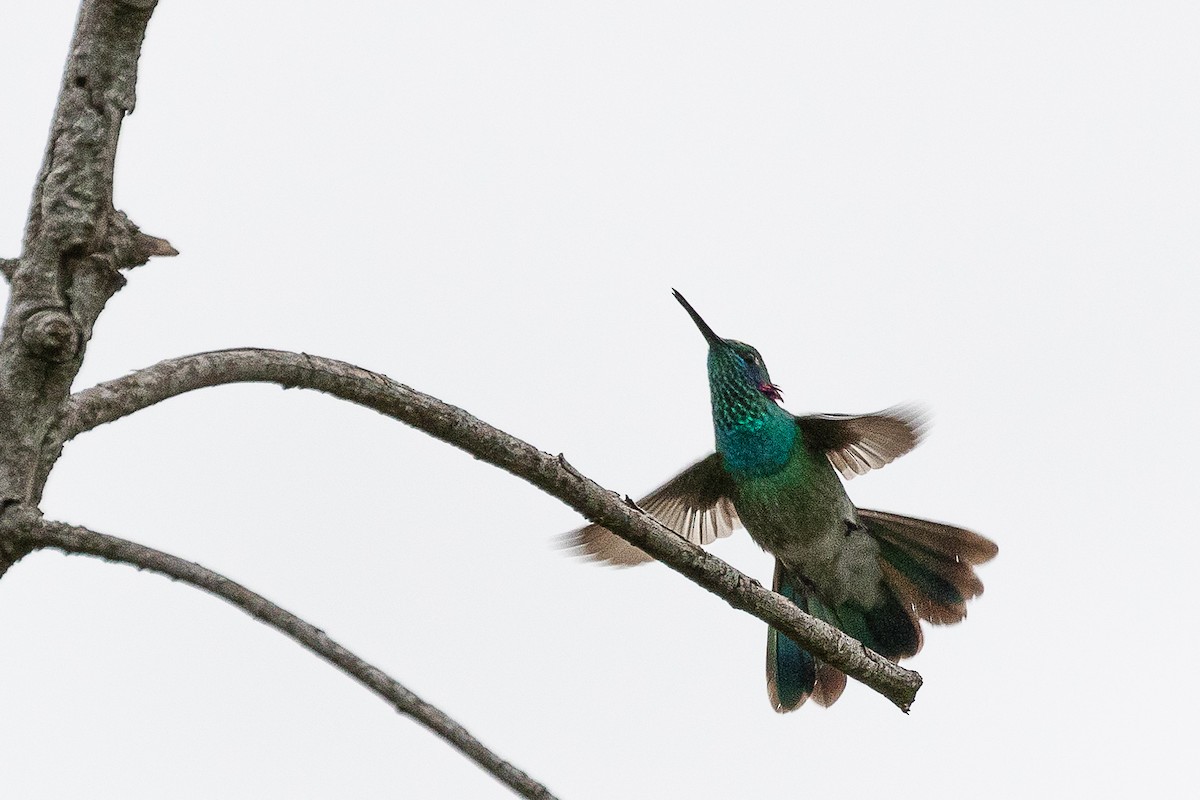 kolibřík ametystouchý - ML404720671