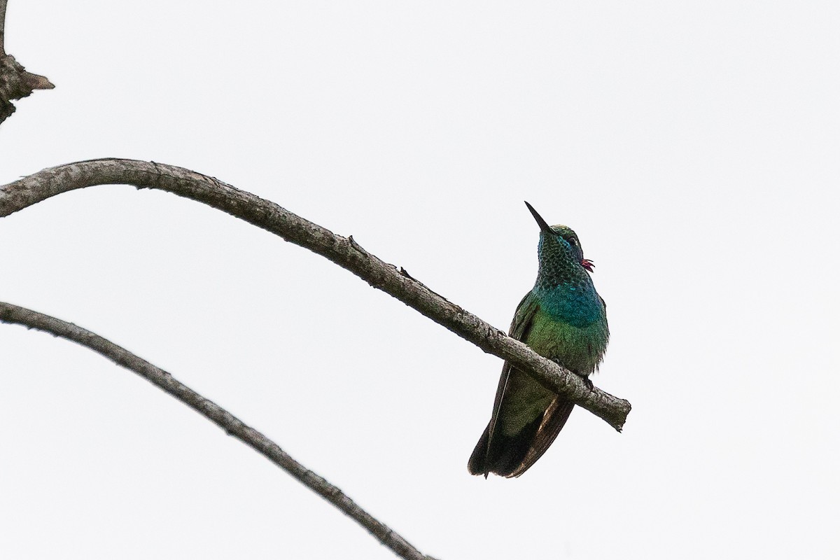 kolibřík ametystouchý - ML404720691