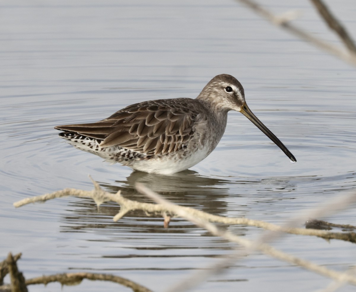 Long-billed Dowitcher - ML404720991