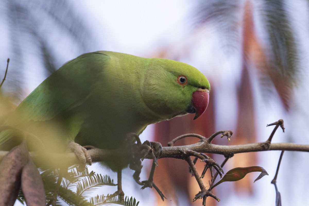 Rose-ringed Parakeet - William Hearn