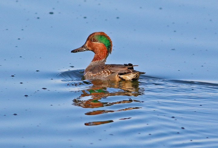Green-winged Teal - ML40472521