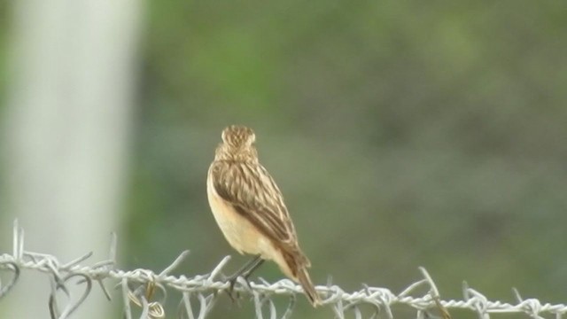 Whinchat - ML404726021