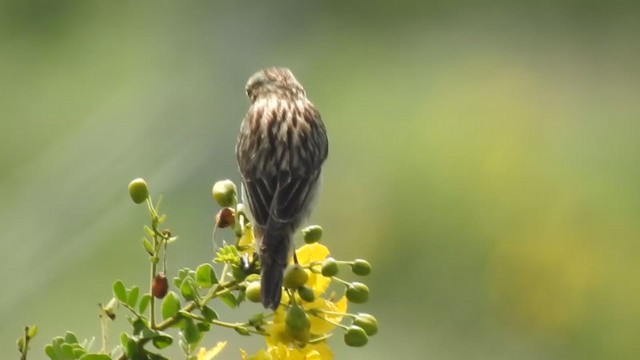Whinchat - ML404726221