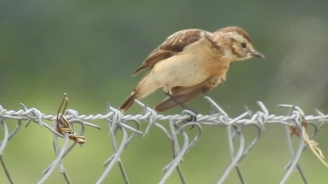 Whinchat - ML404726391