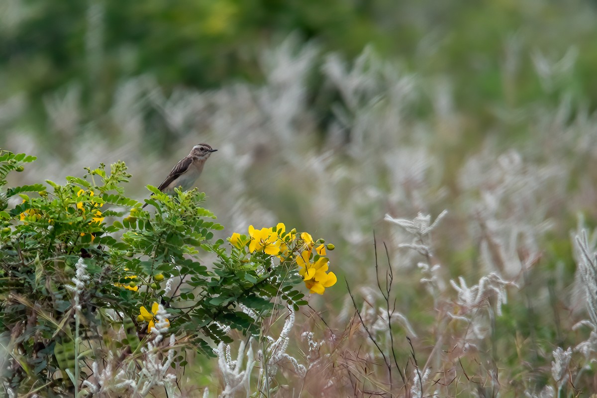 Whinchat - ML404726491