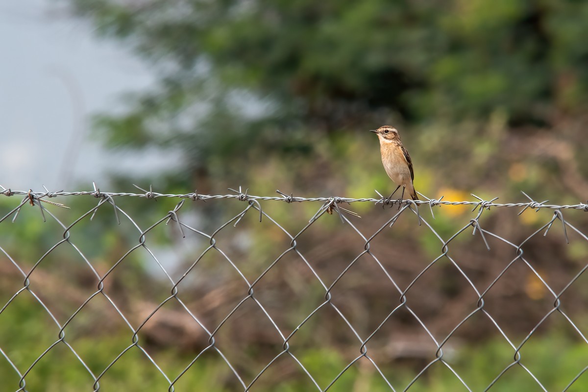 Whinchat - ML404726531