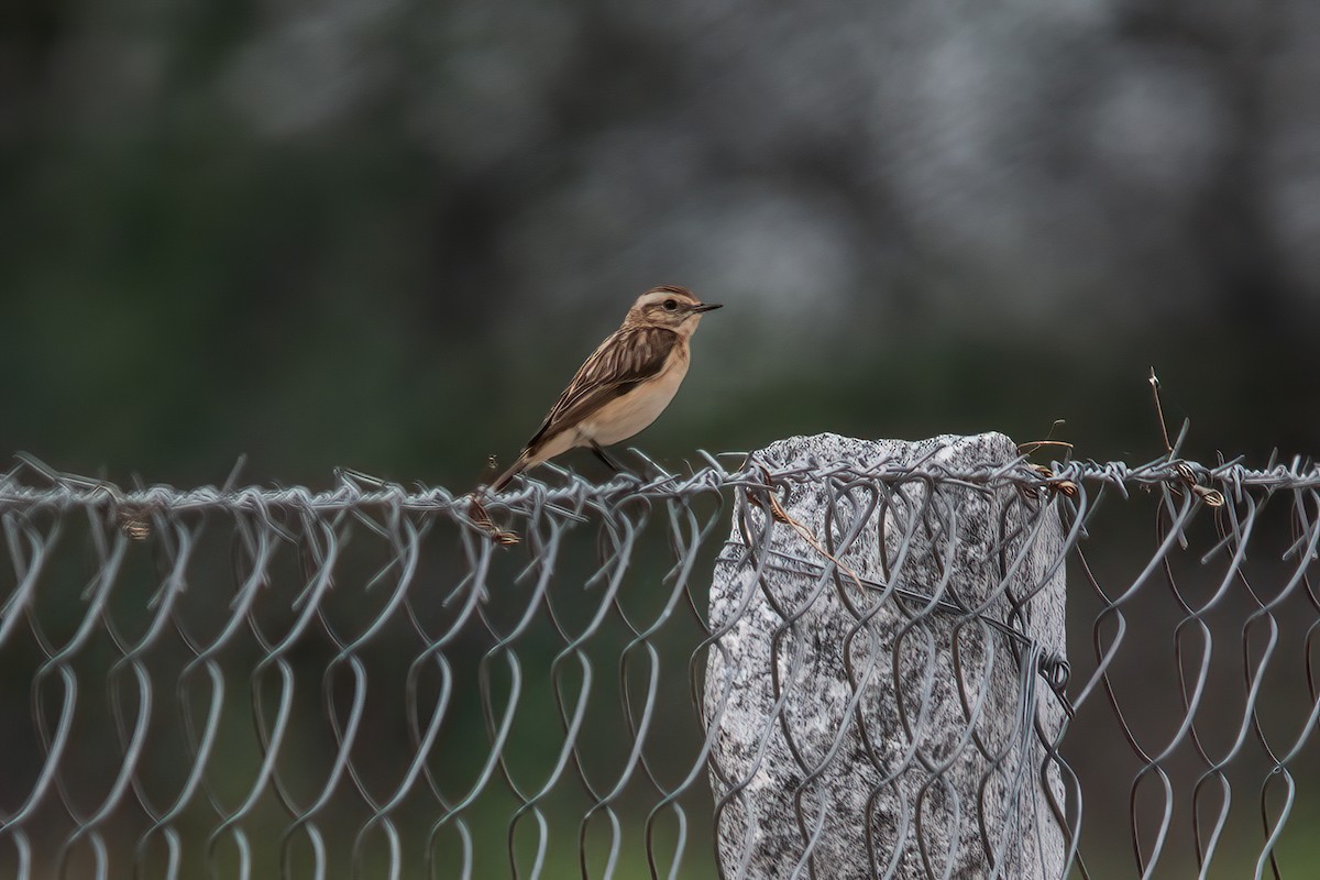 Whinchat - ML404726551