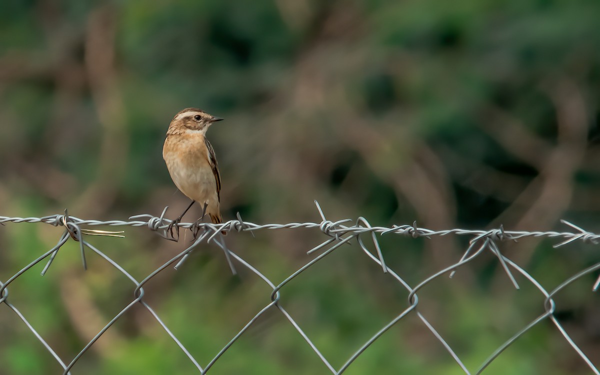 Whinchat - ML404726571