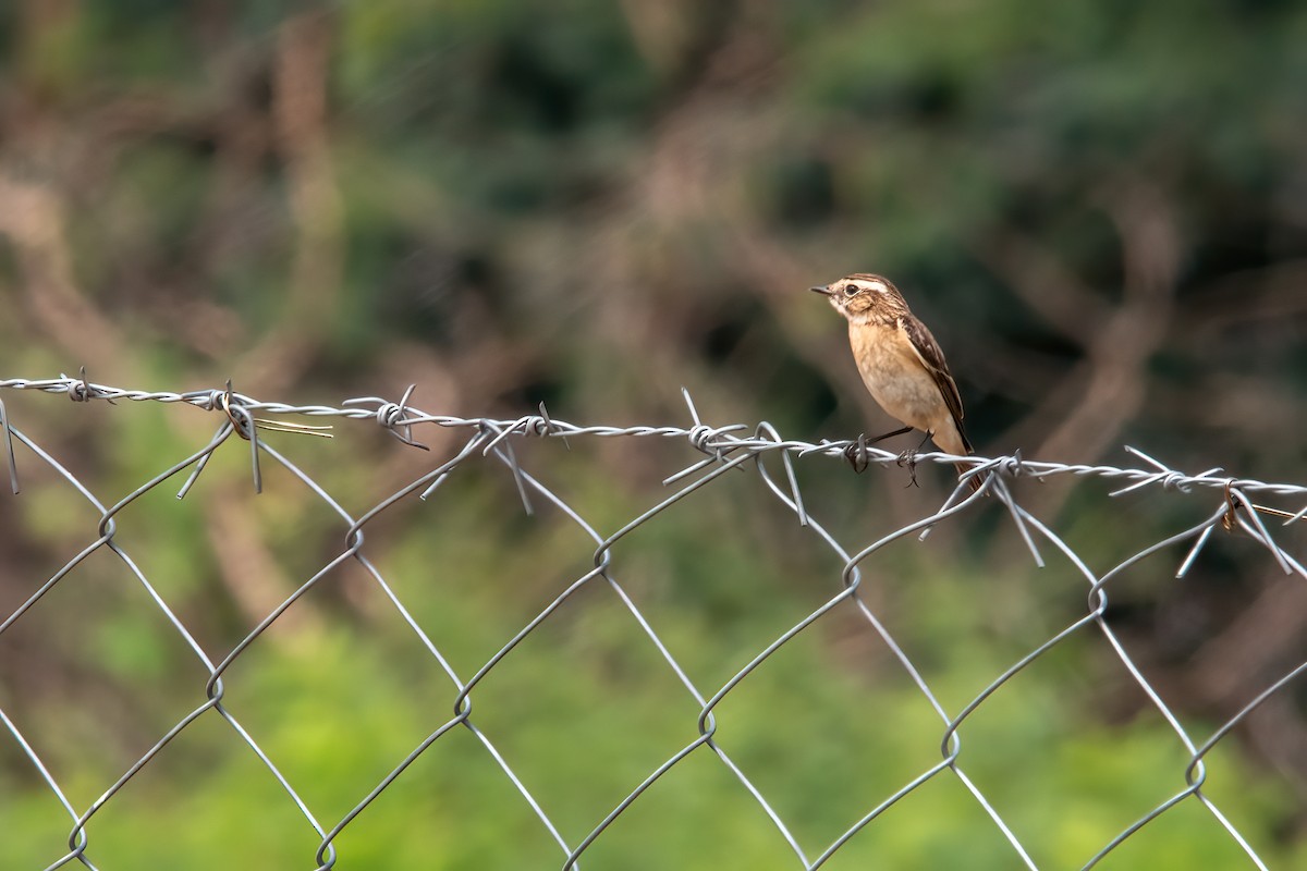 Whinchat - ML404726601