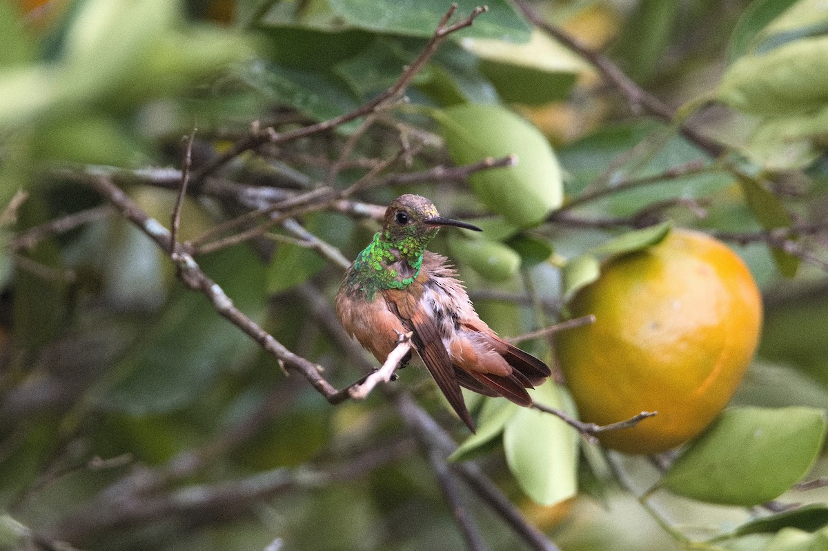 Chestnut-bellied Hummingbird - LUIS FERNANDO CACERES GOMEZ
